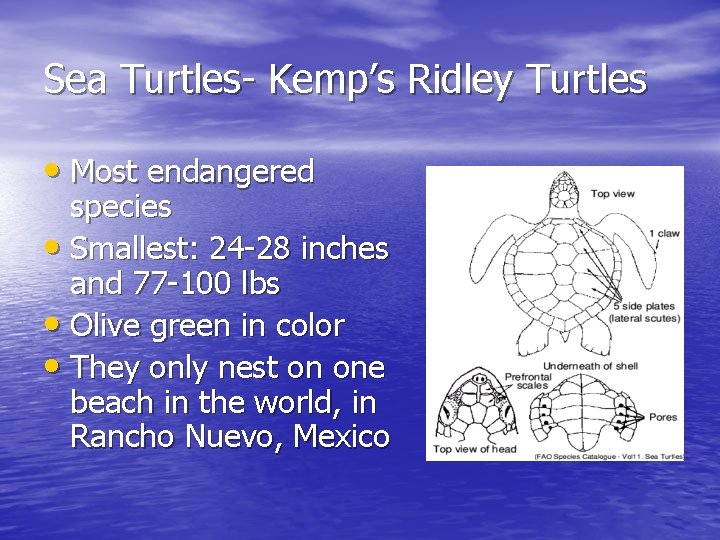 Sea Turtles- Kemp’s Ridley Turtles • Most endangered species • Smallest: 24 -28 inches