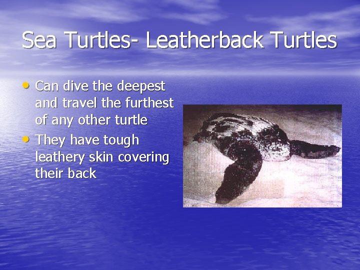 Sea Turtles- Leatherback Turtles • Can dive the deepest • and travel the furthest