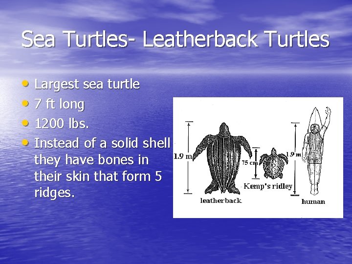 Sea Turtles- Leatherback Turtles • Largest sea turtle • 7 ft long • 1200