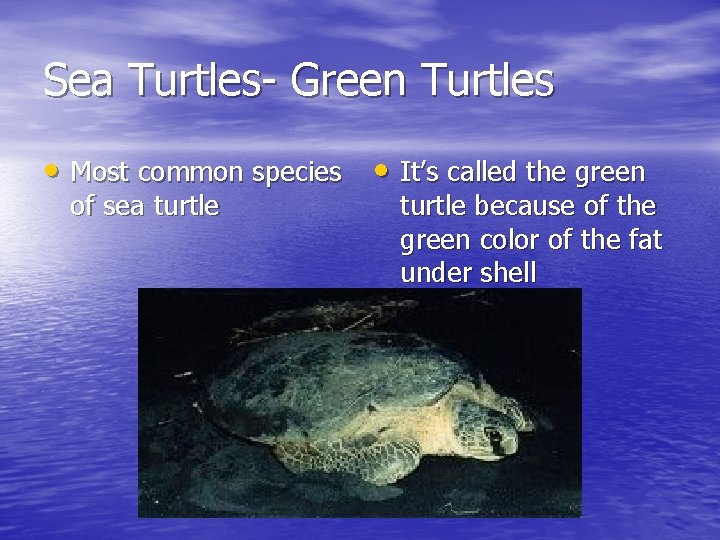 Sea Turtles- Green Turtles • Most common species • It’s called the green of