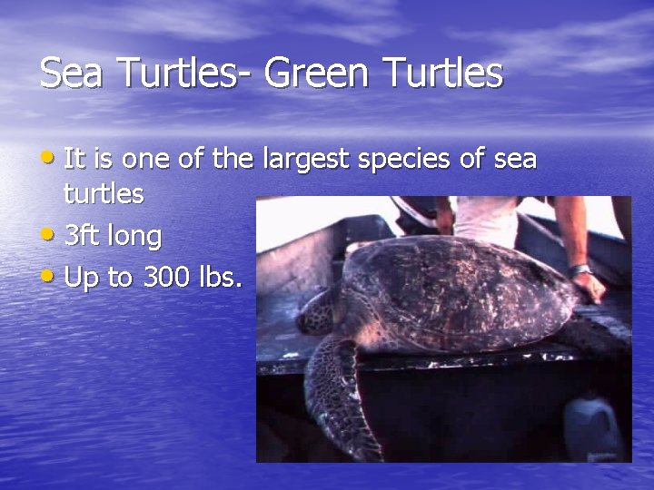 Sea Turtles- Green Turtles • It is one of the largest species of sea