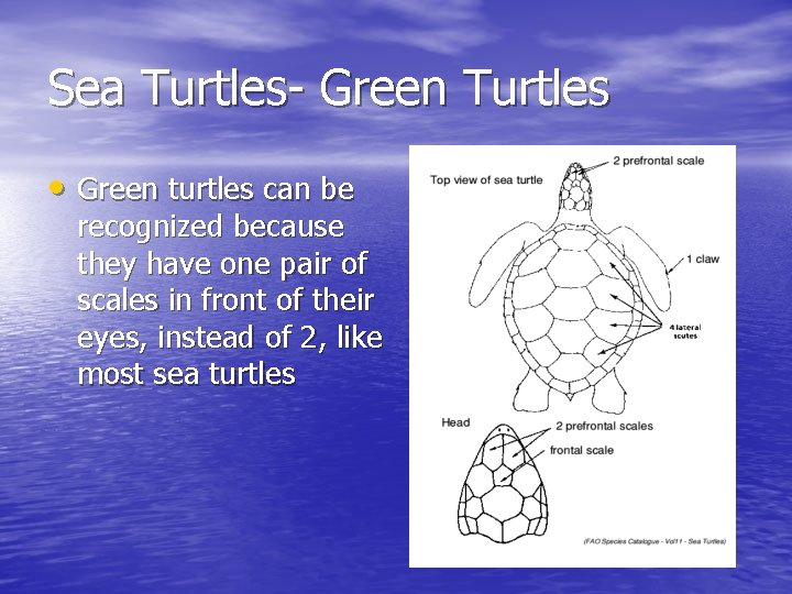 Sea Turtles- Green Turtles • Green turtles can be recognized because they have one
