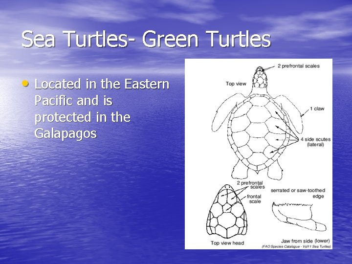 Sea Turtles- Green Turtles • Located in the Eastern Pacific and is protected in