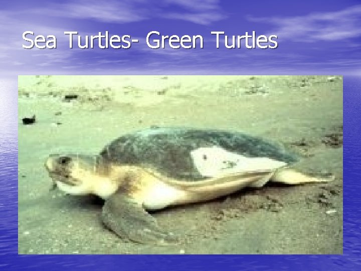 Sea Turtles- Green Turtles 