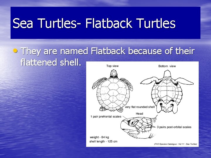 Sea Turtles- Flatback Turtles • They are named Flatback because of their flattened shell.