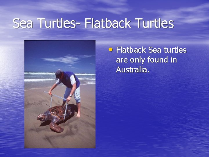 Sea Turtles- Flatback Turtles • Flatback Sea turtles are only found in Australia. 
