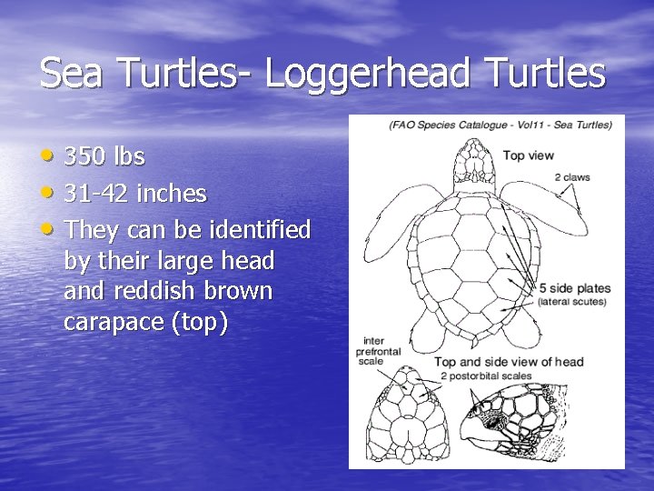 Sea Turtles- Loggerhead Turtles • 350 lbs • 31 -42 inches • They can