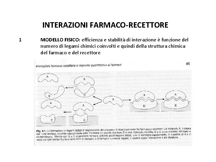 INTERAZIONI FARMACO-RECETTORE 1 MODELLO FISICO: efficienza e stabilità di interazione è funzione del numero