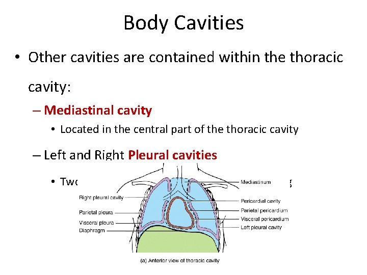 Body Cavities • Other cavities are contained within the thoracic cavity: – Mediastinal cavity