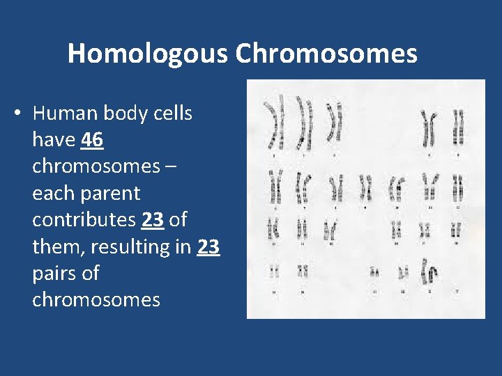 Homologous Chromosomes • Human body cells have 46 chromosomes – each parent contributes 23
