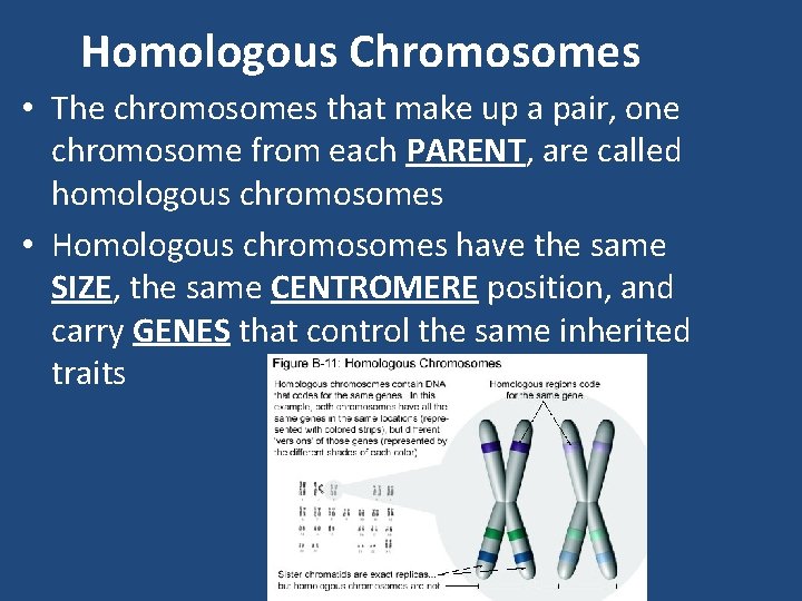 Homologous Chromosomes • The chromosomes that make up a pair, one chromosome from each