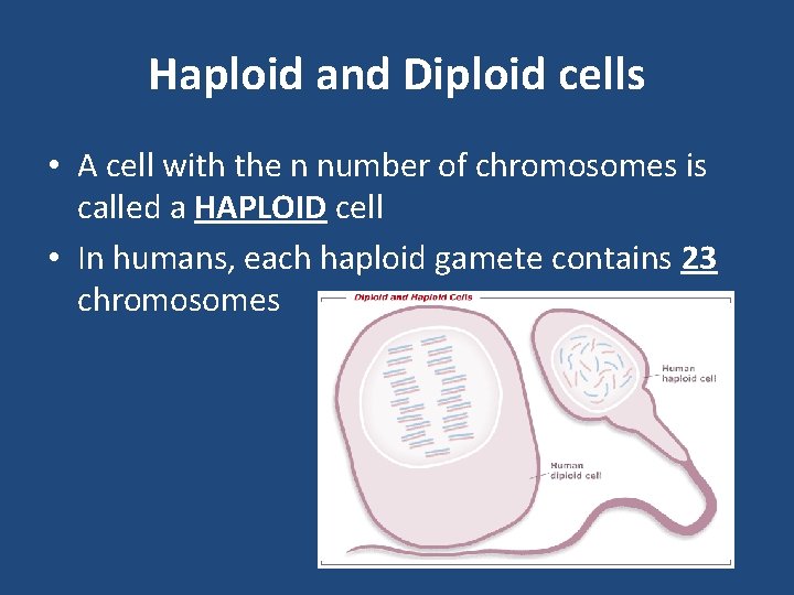 Haploid and Diploid cells • A cell with the n number of chromosomes is