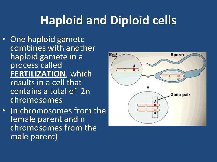 Haploid and Diploid cells • One haploid gamete combines with another haploid gamete in