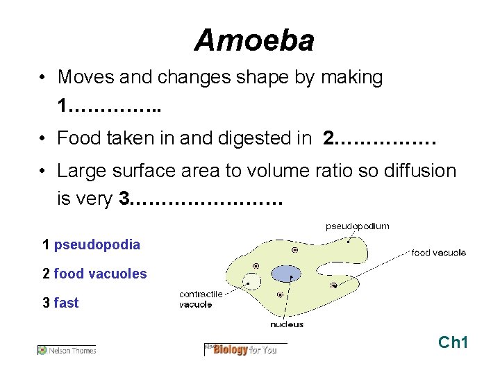 Amoeba • Moves and changes shape by making 1…………. . . • Food taken