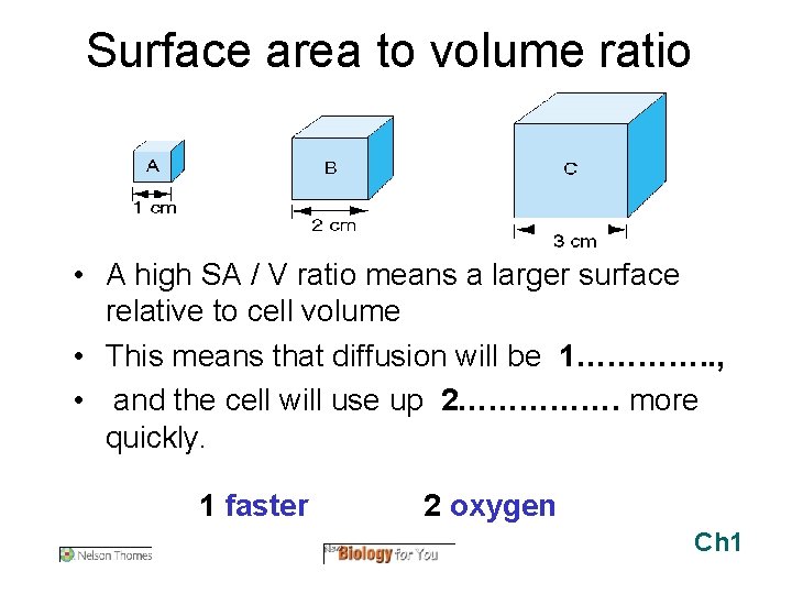 Surface area to volume ratio • A high SA / V ratio means a