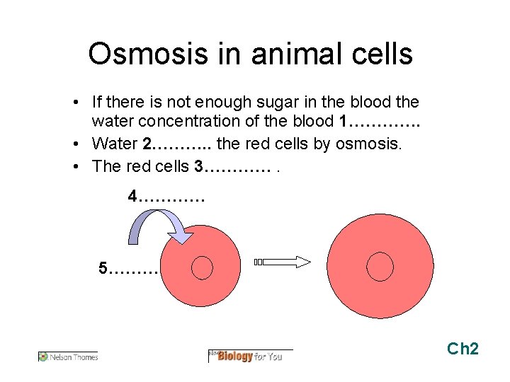 Osmosis in animal cells • If there is not enough sugar in the blood