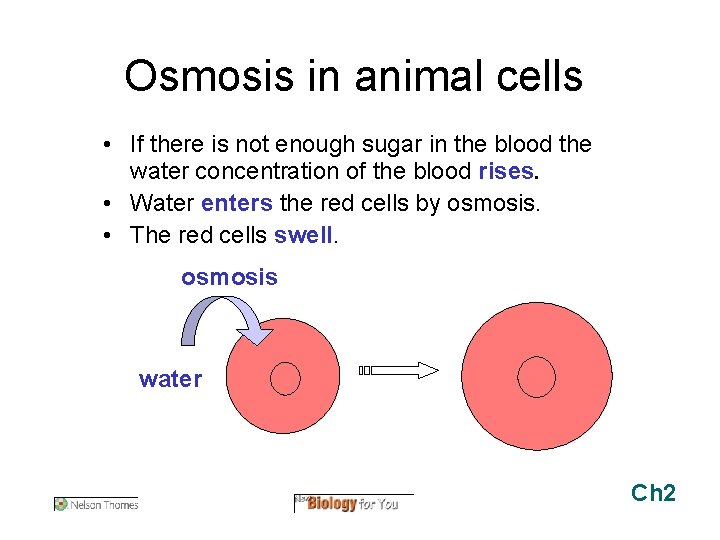 Osmosis in animal cells • If there is not enough sugar in the blood