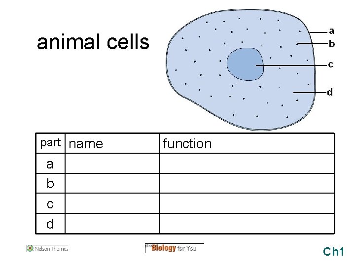 animal cells part name function a b c d Ch 1 