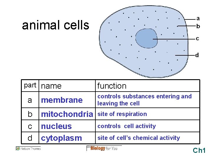 animal cells part name function a membrane controls substances entering and leaving the cell