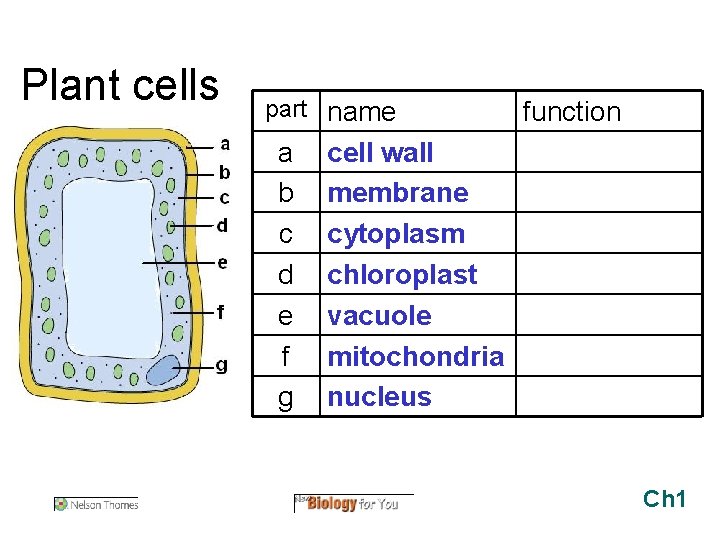 Plant cells part name a b c d e f g function cell wall