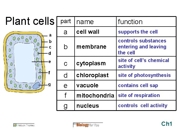 Plant cells part name a function cell wall supports the cell b membrane controls