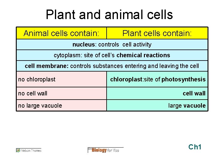 Plant and animal cells Animal cells contain: Plant cells contain: nucleus: controls cell activity