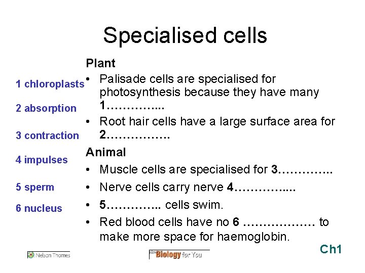 Specialised cells Plant 1 chloroplasts • Palisade cells are specialised for photosynthesis because they