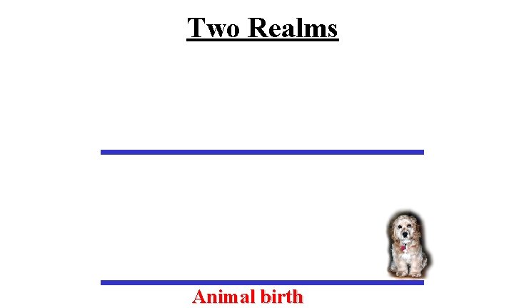 Two Realms Animal birth 