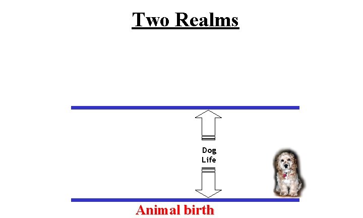 Two Realms Dog Life Animal birth 