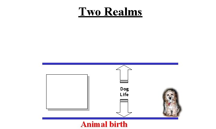 Two Realms Dog Life Animal birth 