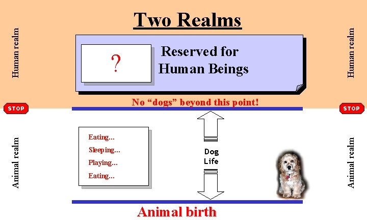 No “dogs” beyond this point! Animal realm STOP Eating… Sleeping… Playing… Dog Life Eating…