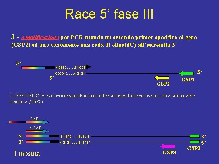 Race 5’ fase III 3 - Amplificazione per PCR usando un secondo primer specifico