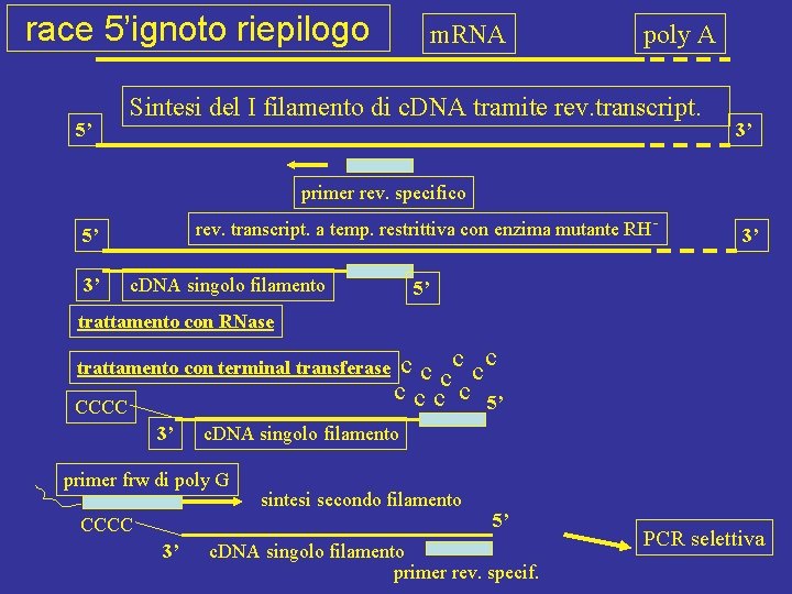 race 5’ignoto riepilogo 5’ m. RNA poly A Sintesi del I filamento di c.