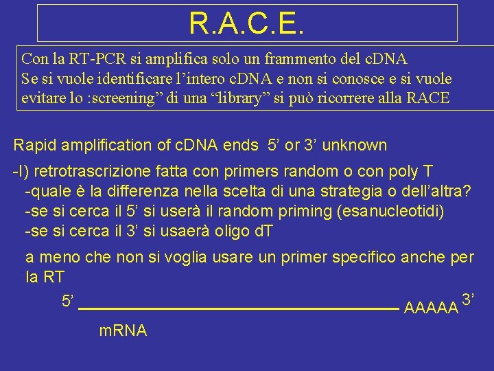 R. A. C. E. Con la RT-PCR si amplifica solo un frammento del c.