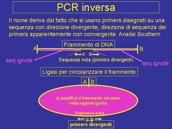 PCR inversa Il nome deriva dal fatto che si usano primers disegnati su una