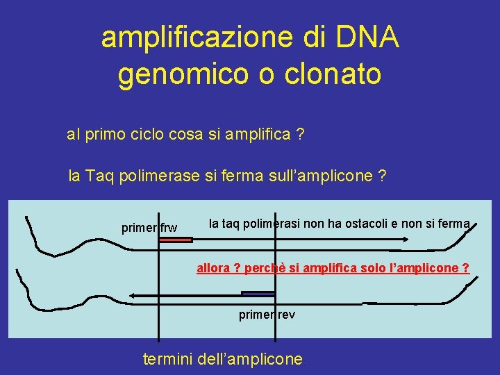 amplificazione di DNA genomico o clonato al primo ciclo cosa si amplifica ? la