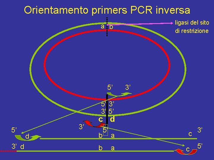 Orientamento primers PCR inversa ligasi del sito di restrizione a b 5’ 3’ 3’