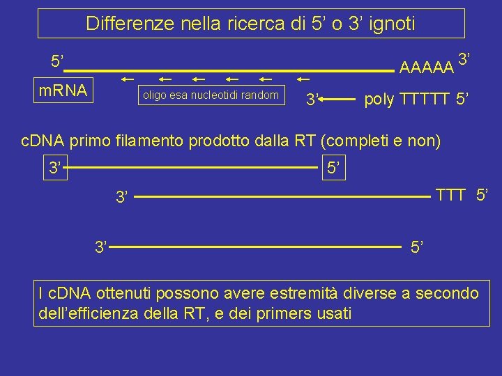 Differenze nella ricerca di 5’ o 3’ ignoti AAAAA 3’ 5’ m. RNA oligo