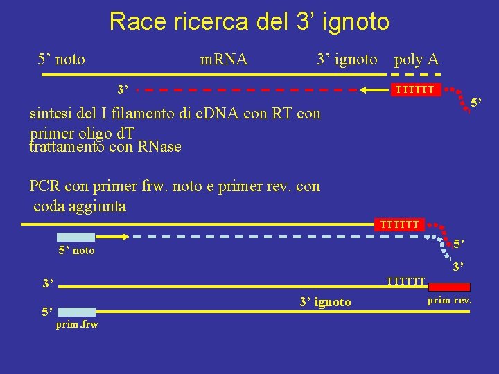 Race ricerca del 3’ ignoto 5’ noto m. RNA 3’ ignoto poly A 3’