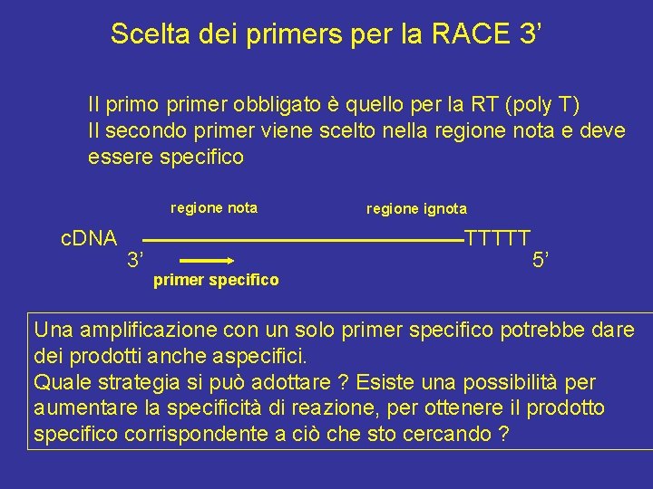 Scelta dei primers per la RACE 3’ Il primo primer obbligato è quello per