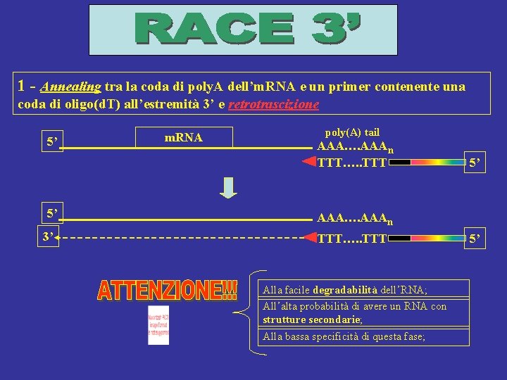 RACE 3’ 1 - Annealing tra la coda di poly. A dell’m. RNA e