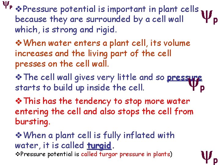 ψp v. Pressure potential is important in plant cells because they are surrounded by