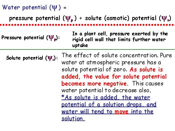 Water potential (ψ ) = pressure potential (ψp ) + solute (osmotic) potential (ψs)