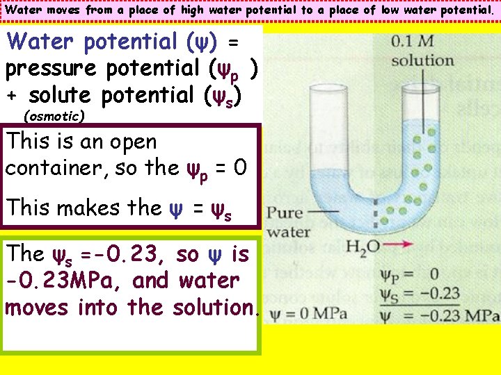 Water moves from a place of high water potential to a place of low