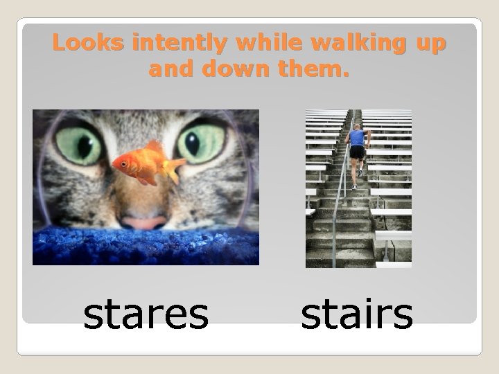 Looks intently while walking up and down them. stares stairs 