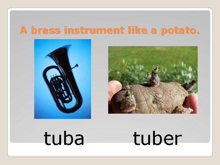 A brass instrument like a potato. tuba tuber 