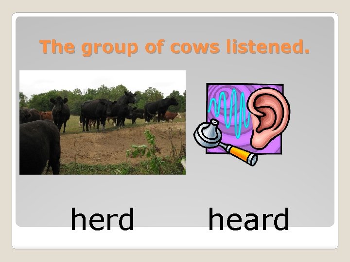 The group of cows listened. herd heard 