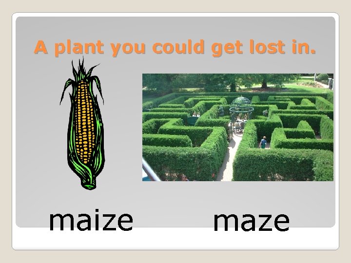 A plant you could get lost in. maize maze 