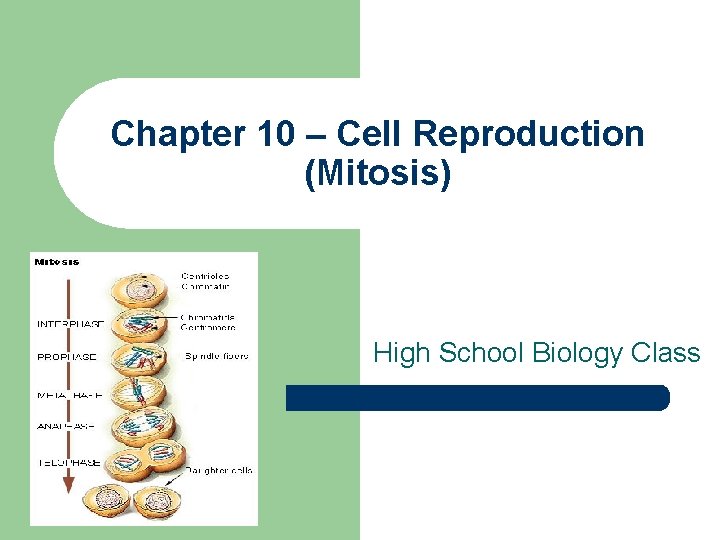 Chapter 10 – Cell Reproduction (Mitosis) High School Biology Class 