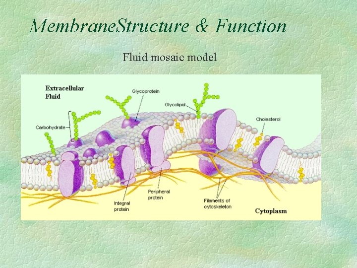 Membrane. Structure & Function Fluid mosaic model 